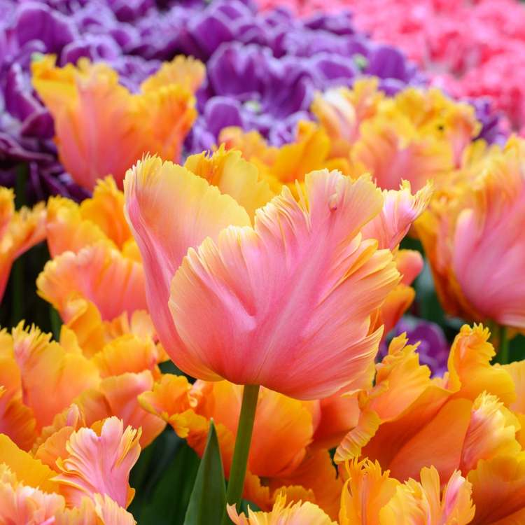 Tulpan 'Amazing Parrot'